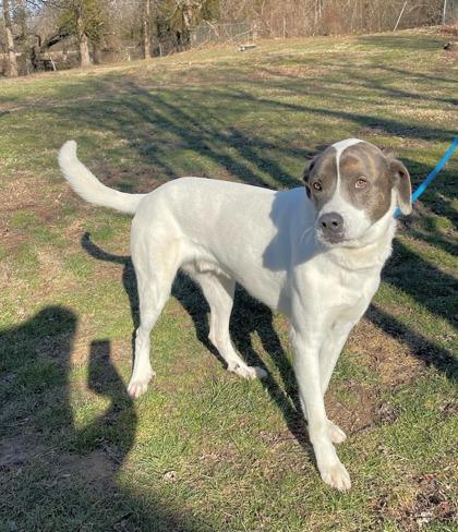Enlarge Bo, a Adoptable mixed breed in Morton Grove, IL image 2/2