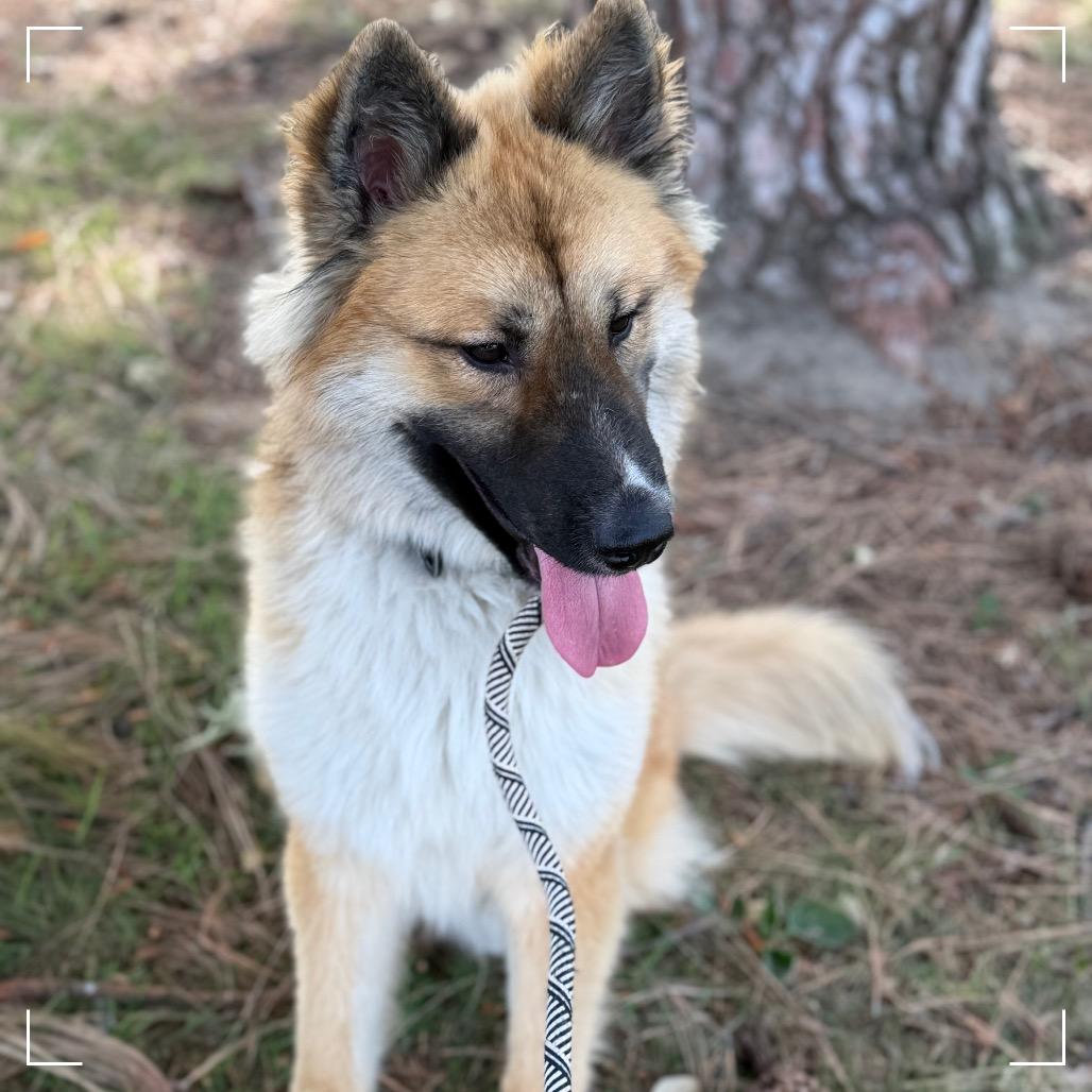 Elton, Adoptable, Adult Male Shepherd & Mixed Breed.