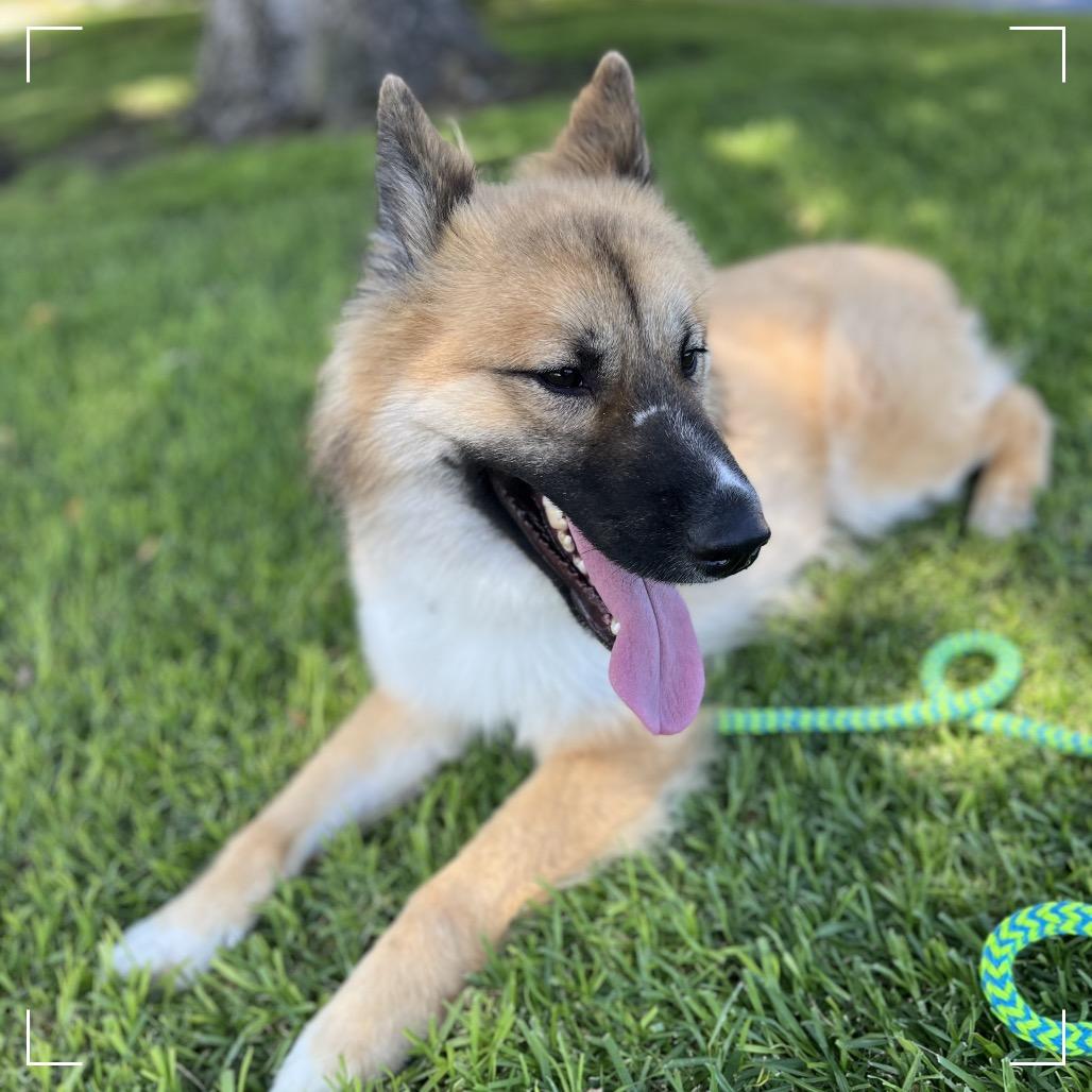 Enlarge Elton, a Adoptable mixed breed in Upland, CA image 2/6
