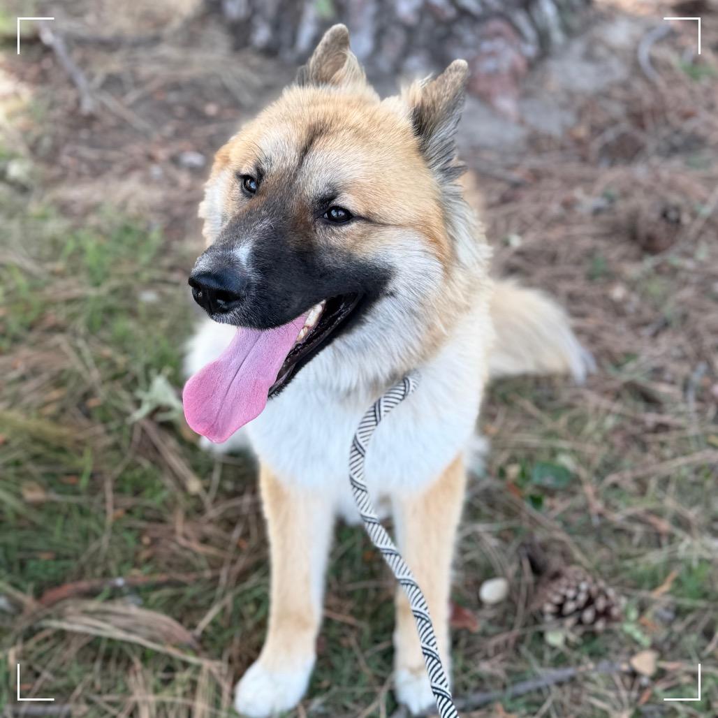 Elton, a Adoptable mixed breed in Upland, CA image 2/4