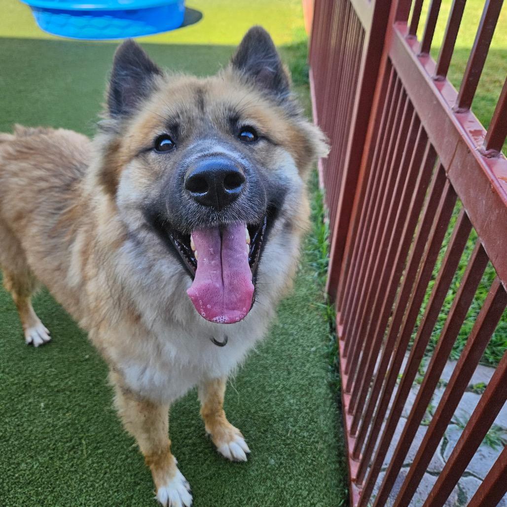 Enlarge Elton, a Adoptable mixed breed in Upland, CA image 4/6