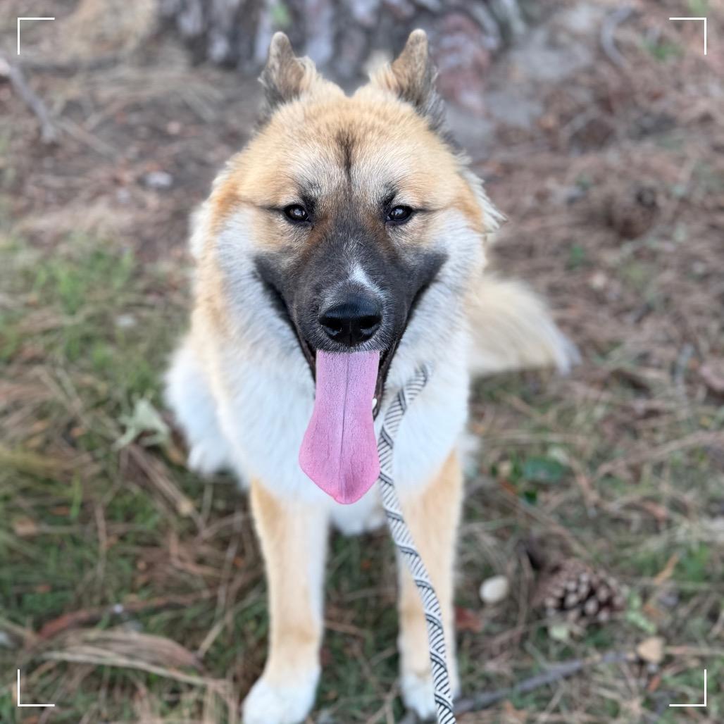 Elton, a Adoptable mixed breed in Upland, CA image 3/4