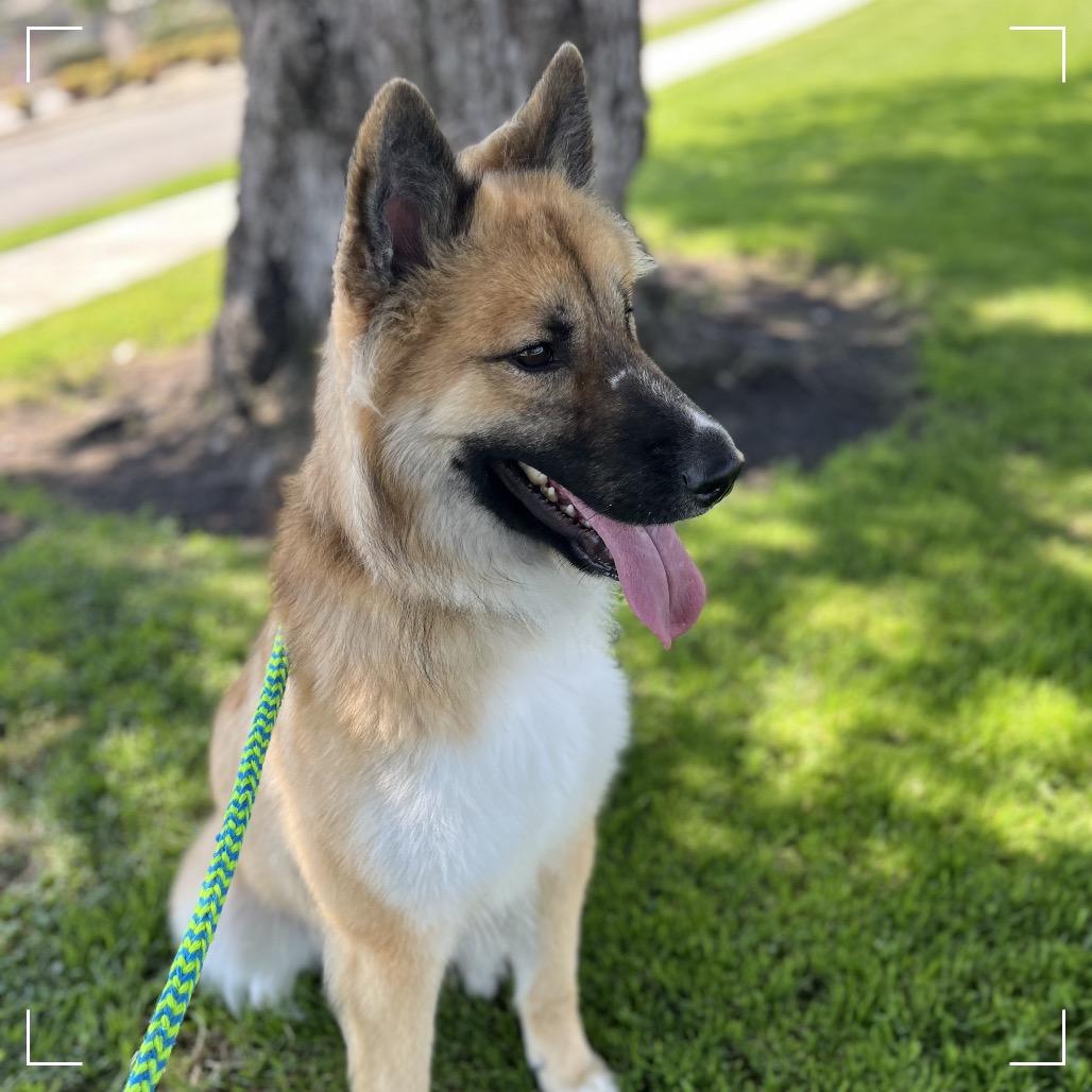 Enlarge Elton, a Adoptable mixed breed in Upland, CA image 5/6