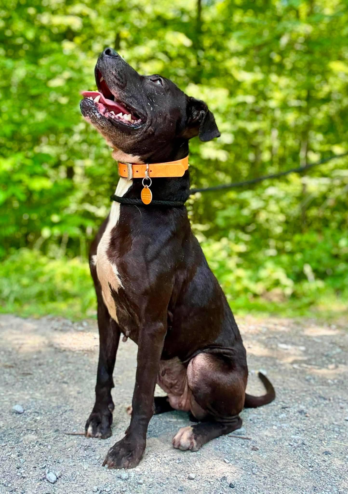 HARPER, ADOPTABLE, Young Female Labrador Retriever.