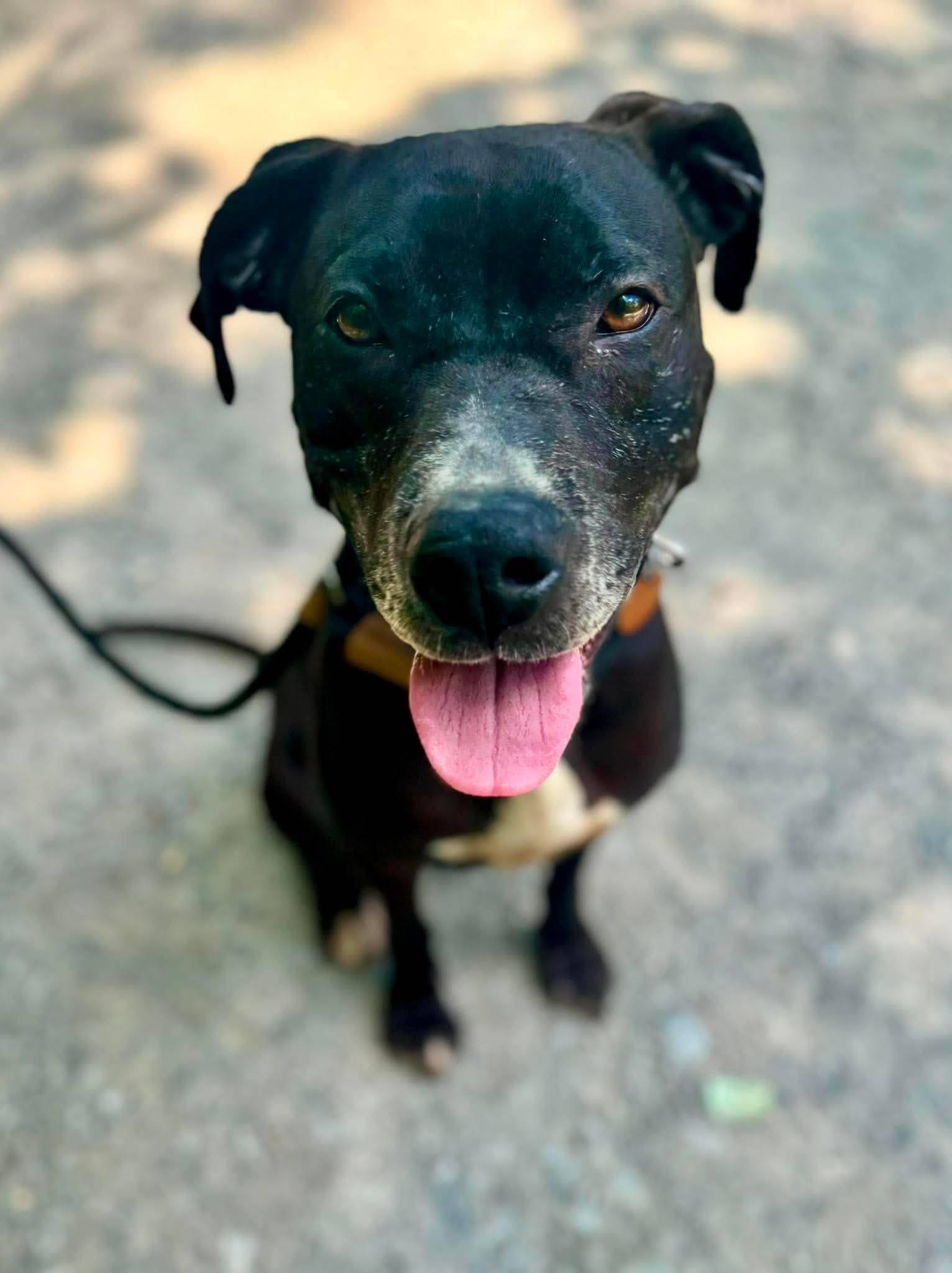 Enlarge HARPER, a ADOPTABLE Labrador Retriever in Waverly, TN image 3/3