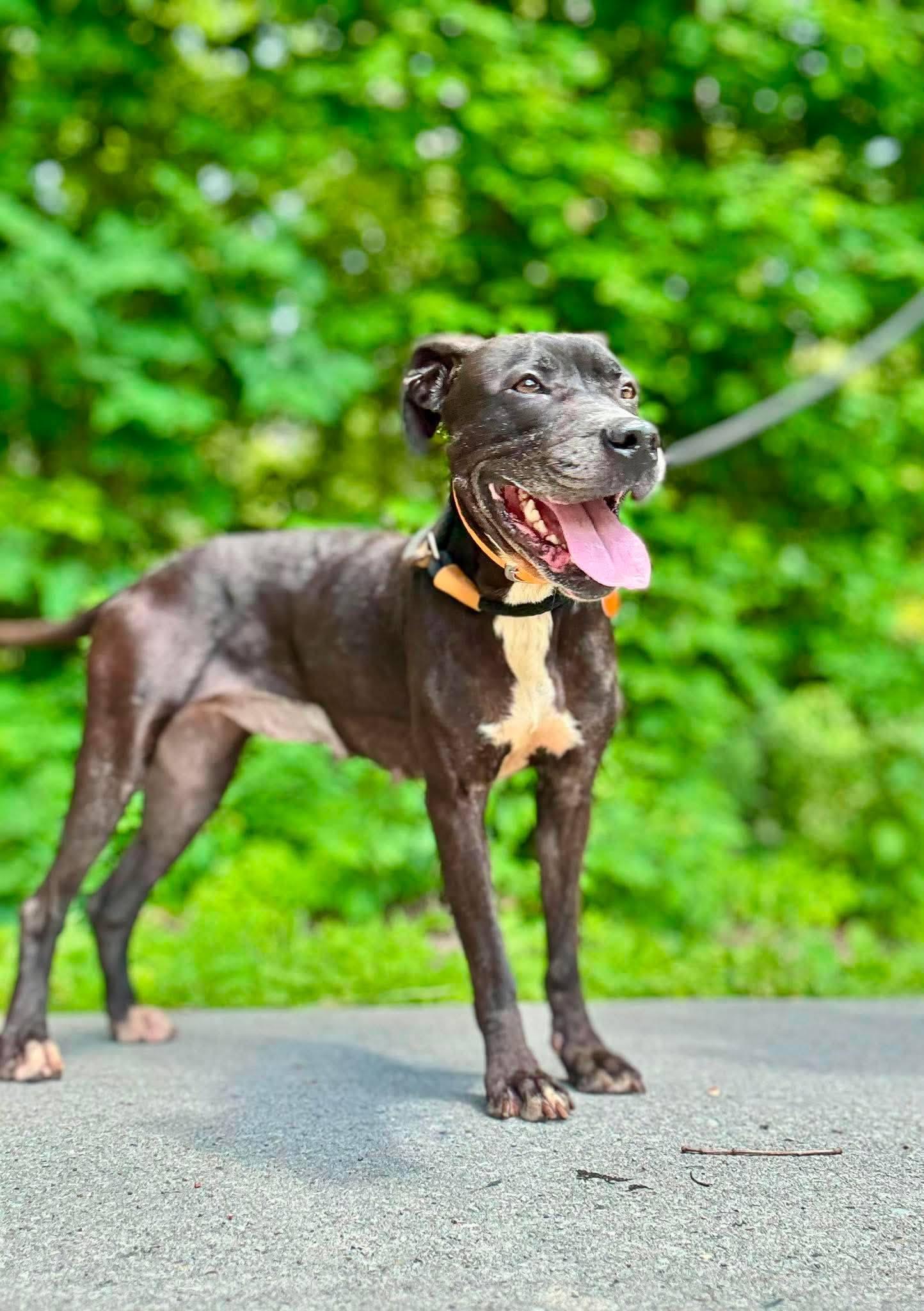 Enlarge HARPER, a ADOPTABLE Labrador Retriever in Waverly, TN image 2/3