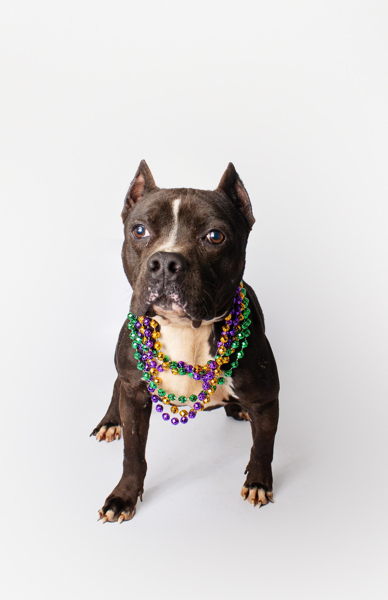 Enlarge Buckwheat, a ADOPTABLE Pit Bull Terrier in Plaquemine, LA image 1/2