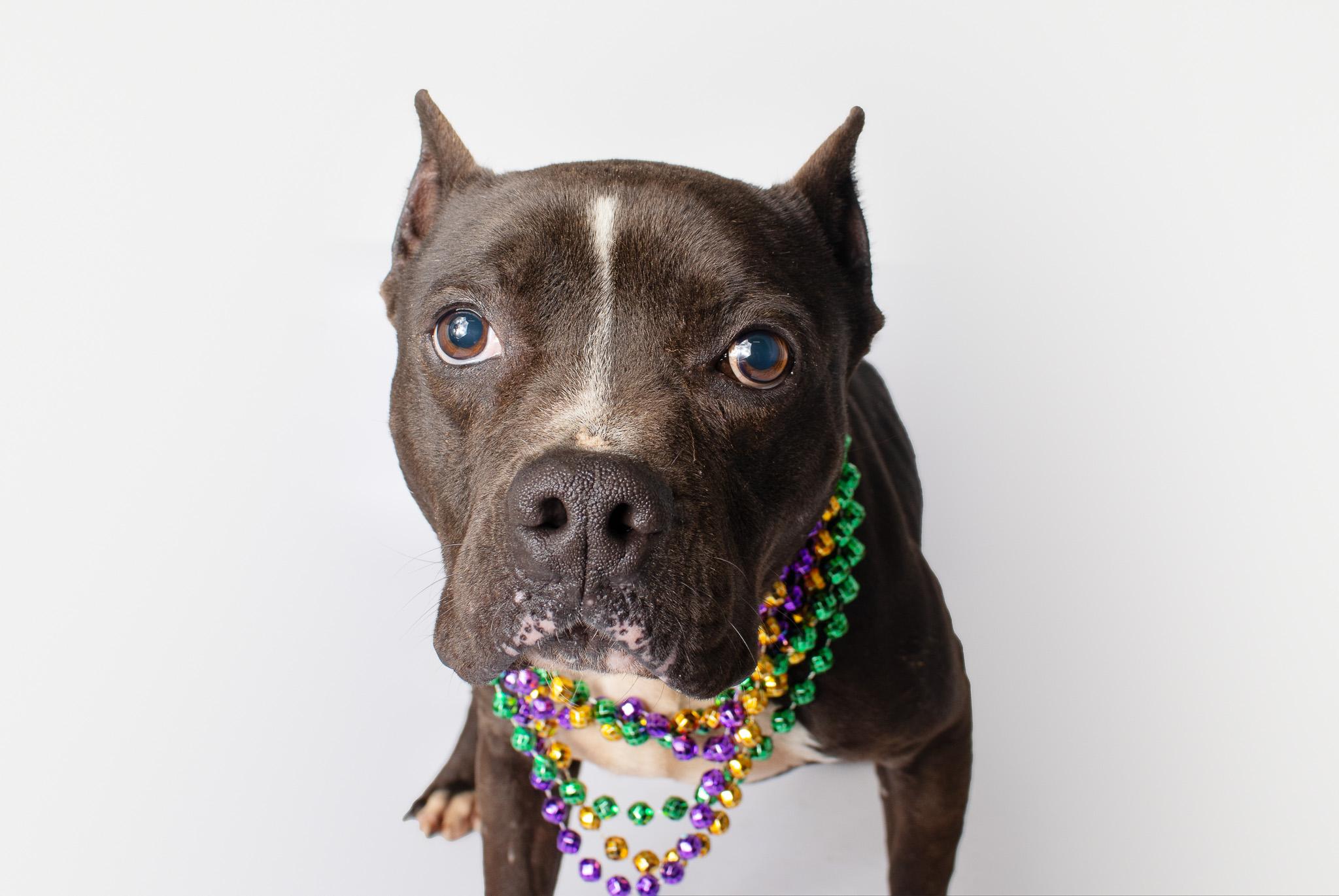 Enlarge Buckwheat, a ADOPTABLE Pit Bull Terrier in Plaquemine, LA image 2/2