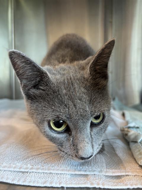 Enlarge MEDUSA, a Adoptable Domestic Short Hair in Pearland, TX image 1/1