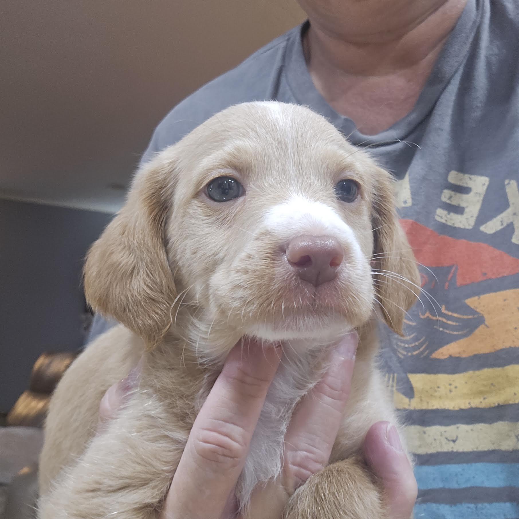 Enlarge Munson, a Adopted mixed breed in Cumming, GA image 1/3