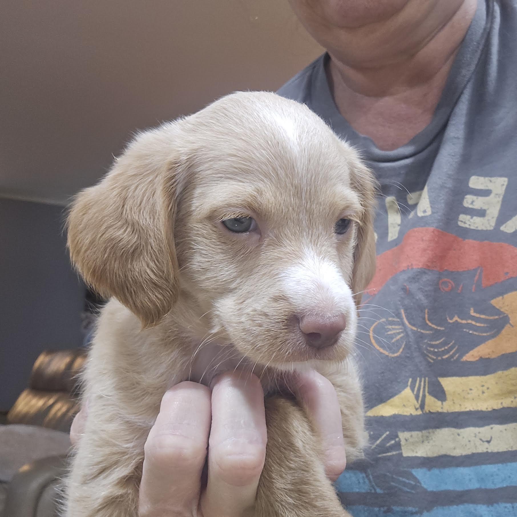 Enlarge Munson, a Adopted mixed breed in Cumming, GA image 2/3