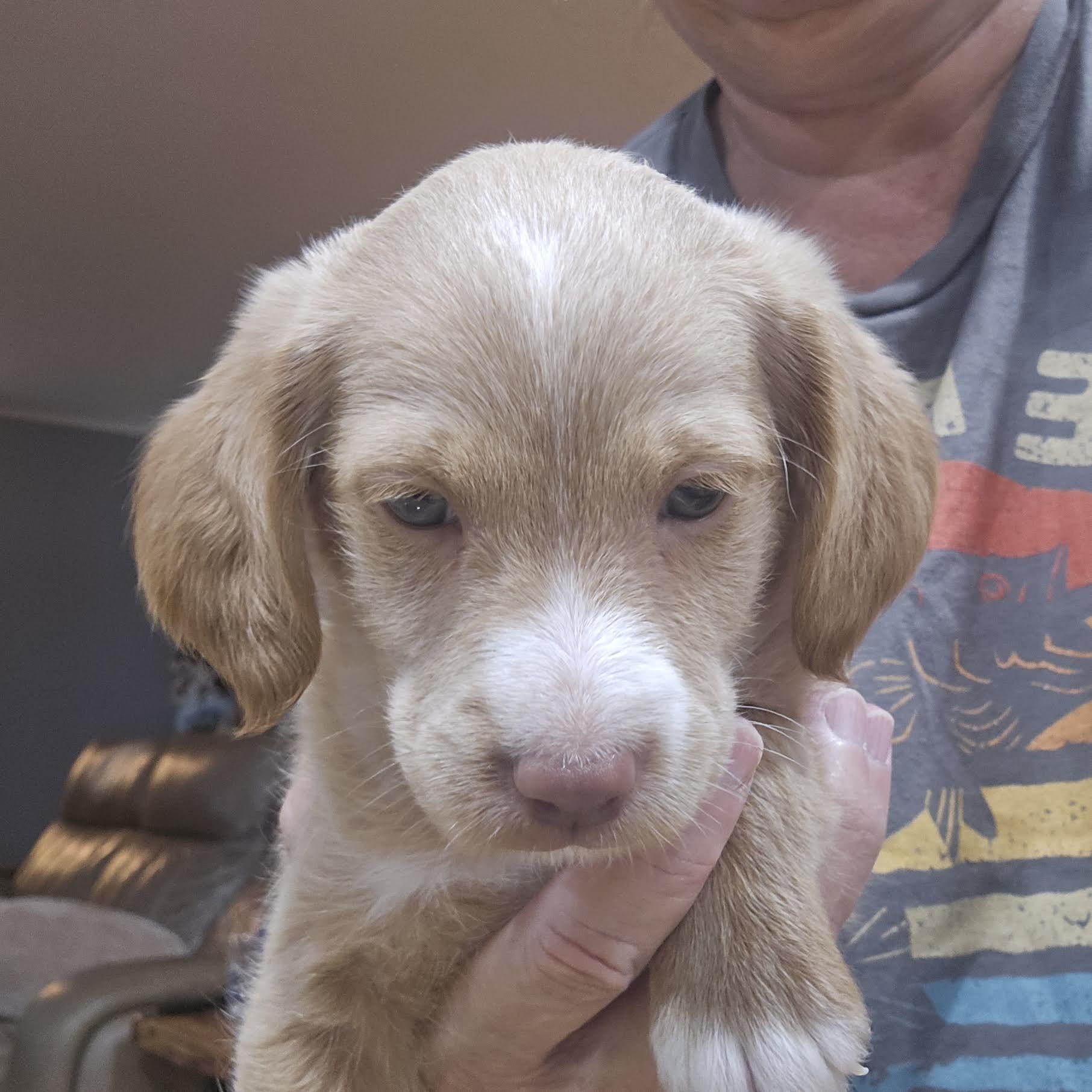 Enlarge Munson, a Adopted mixed breed in Cumming, GA image 3/3