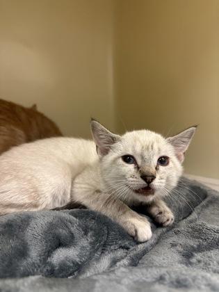 Enlarge Serrano, a Adoptable mixed breed in King William, VA image 1/1