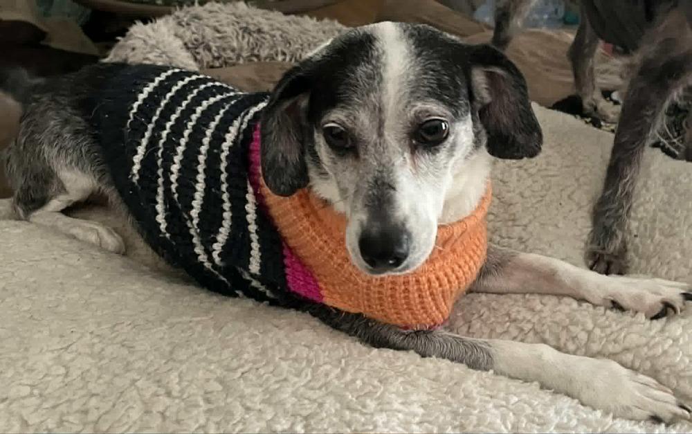 Lady, a ADOPTABLE Chihuahua in TUCSON, AZ image 4/4