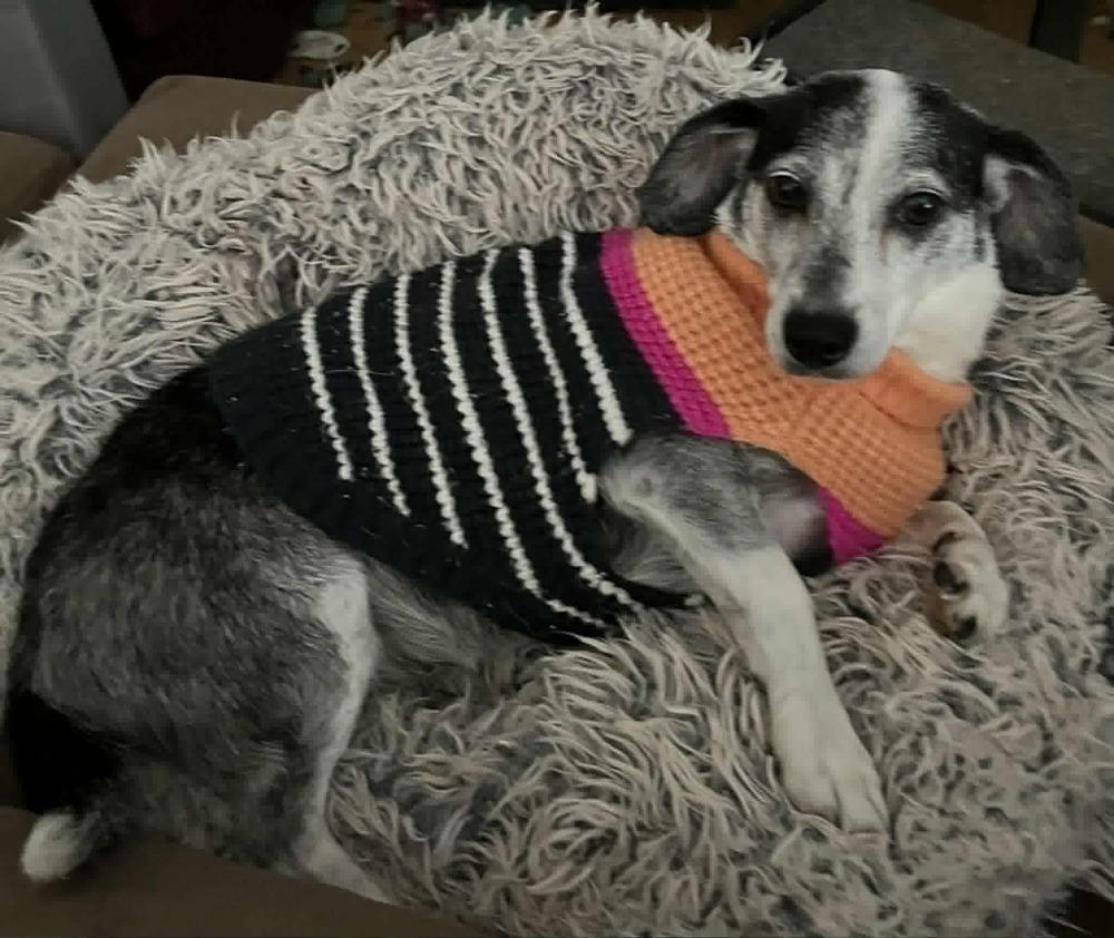 Lady, ADOPTABLE, Adult Female Chihuahua.