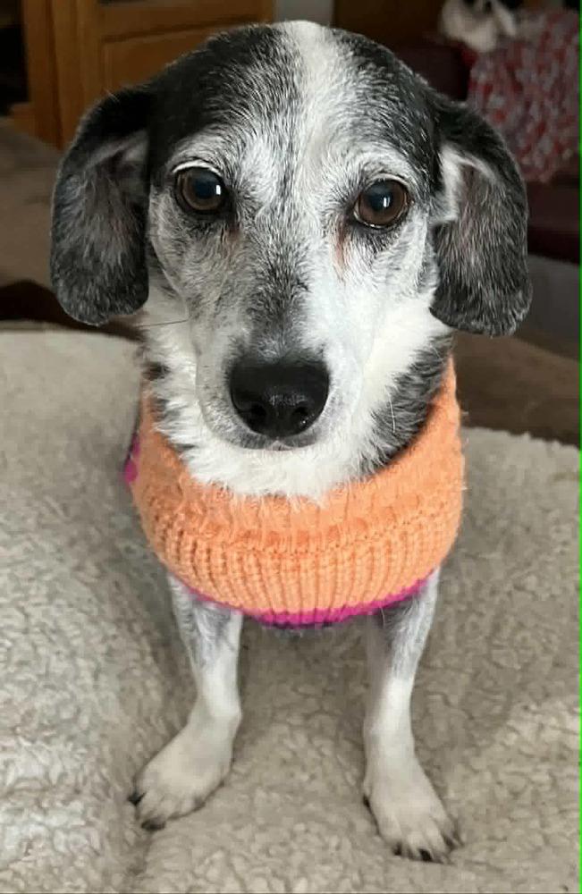 Lady, a ADOPTABLE Chihuahua in TUCSON, AZ image 2/4