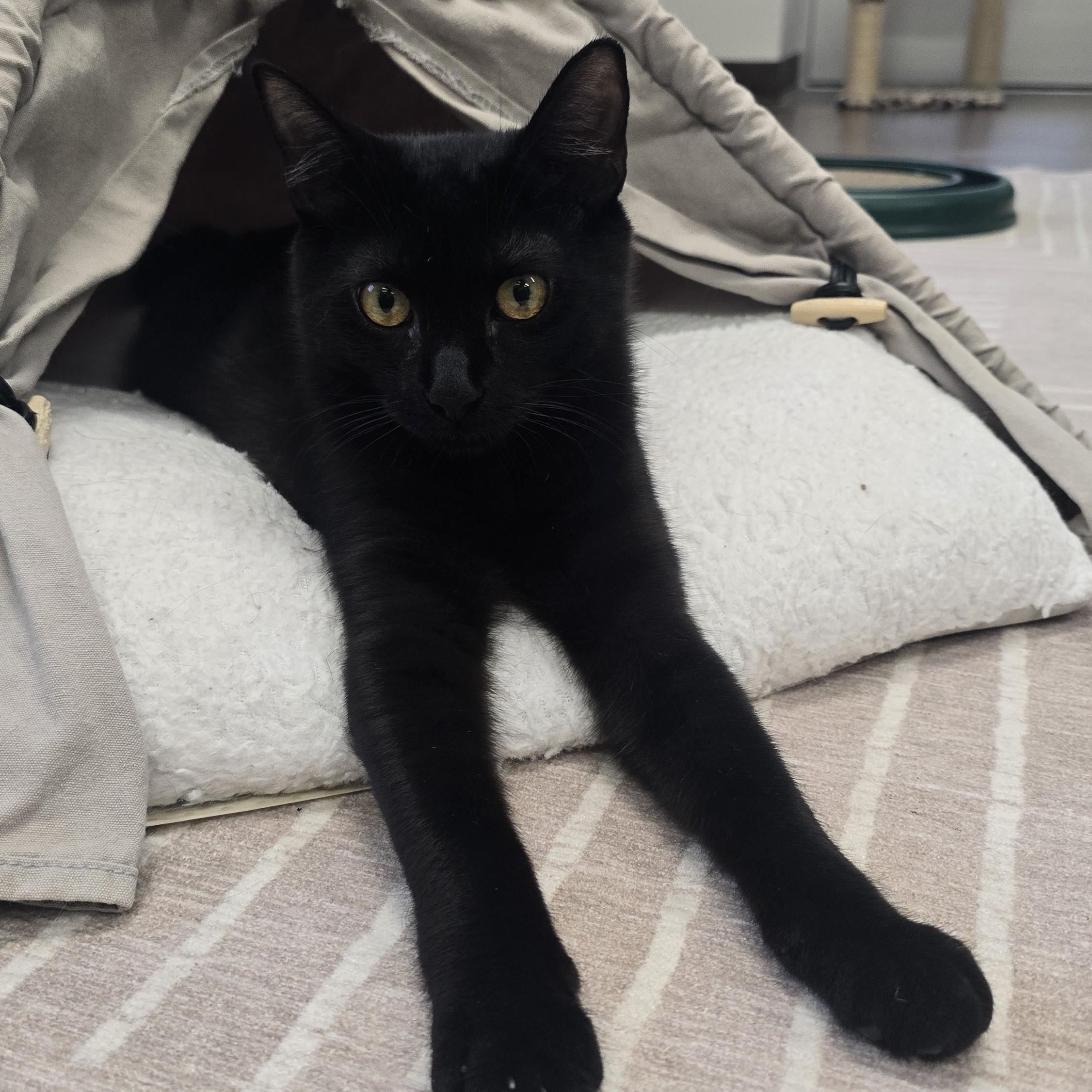 Enlarge Thunder, a ADOPTABLE Domestic Short Hair in Nashville, TN image 5/6