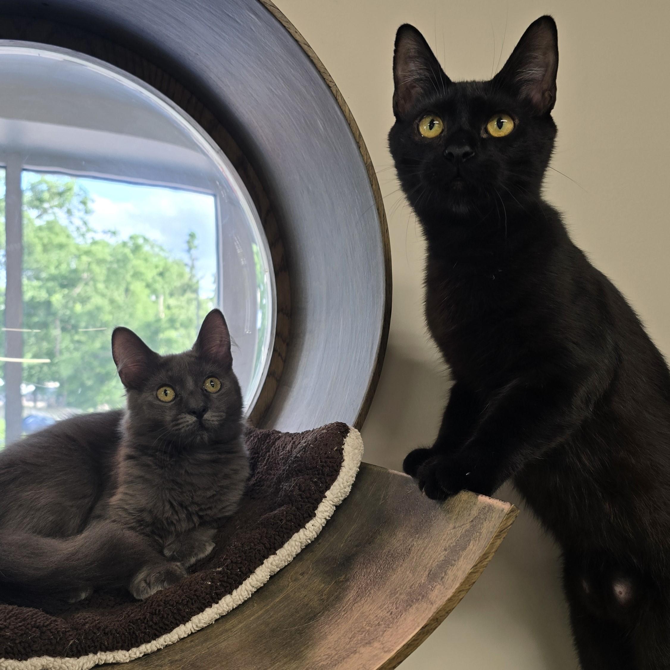 Enlarge Thunder, a ADOPTABLE Domestic Short Hair in Nashville, TN image 2/6
