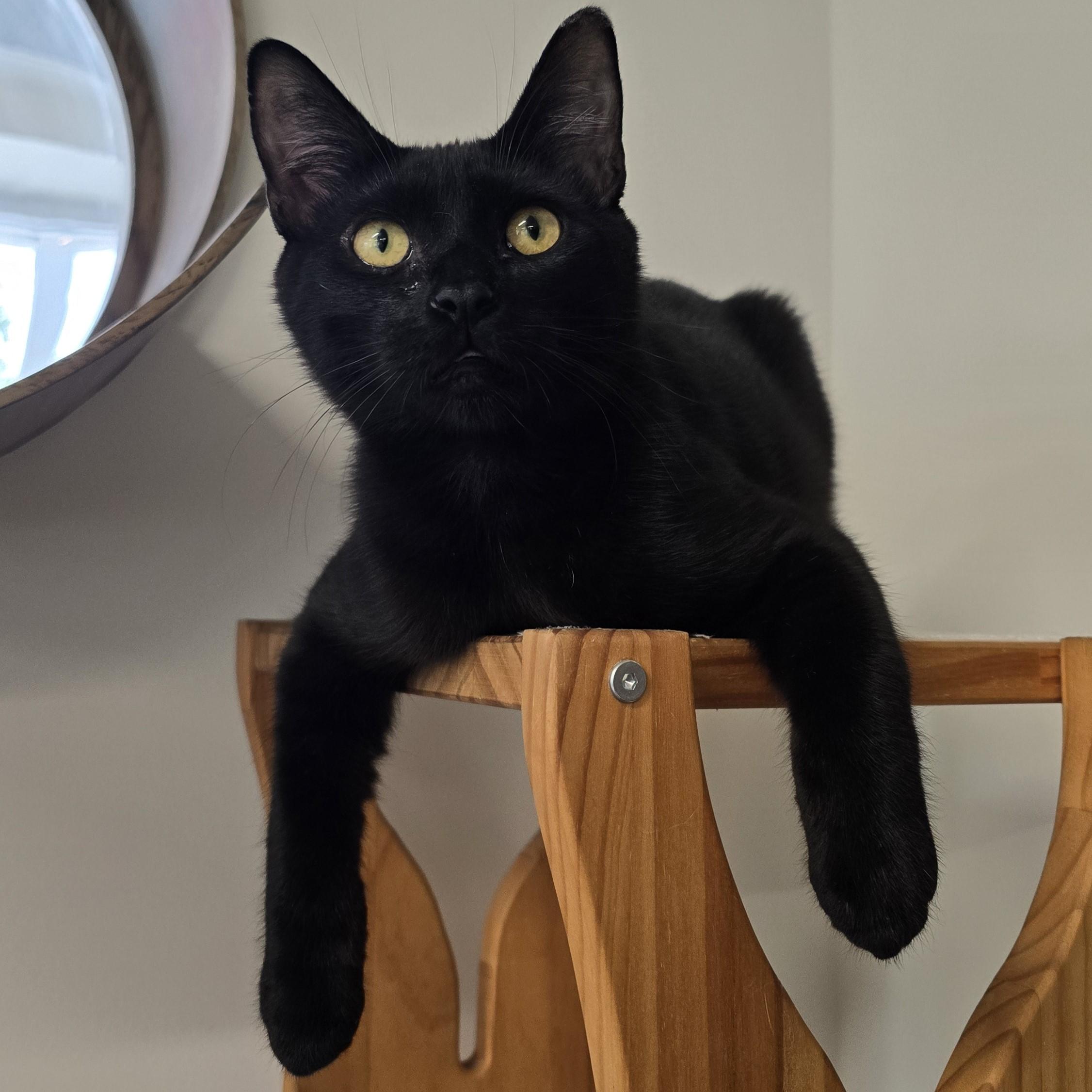 Enlarge Thunder, a ADOPTABLE Domestic Short Hair in Nashville, TN image 4/6
