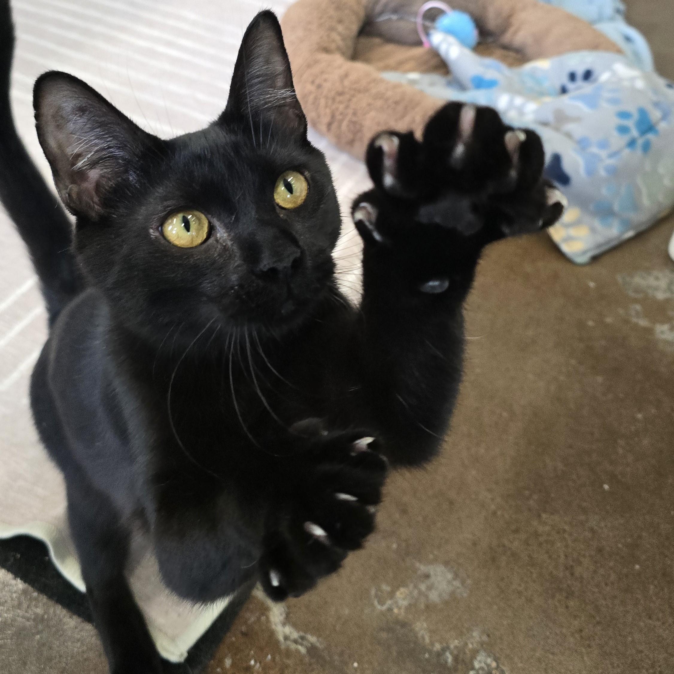 Enlarge Thunder, a ADOPTABLE Domestic Short Hair in Nashville, TN image 3/6