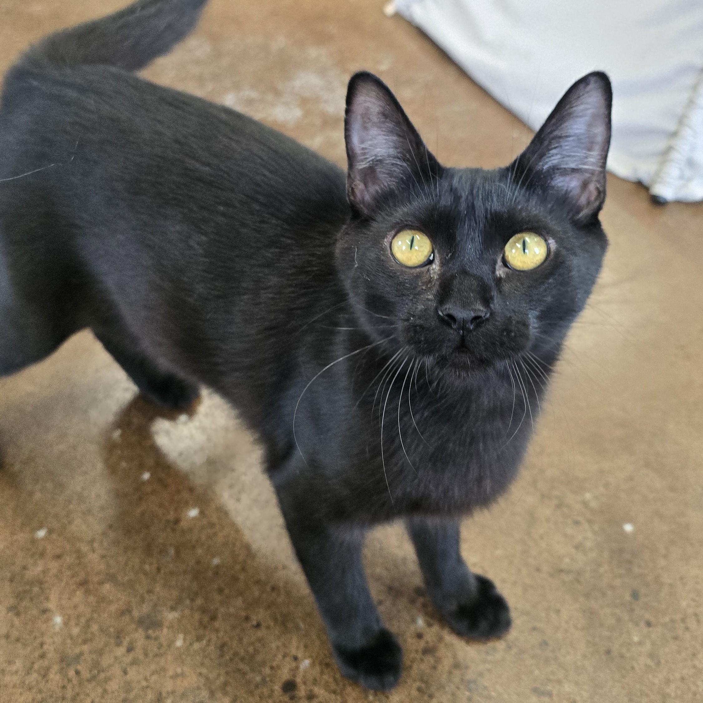 Enlarge Thunder, a ADOPTABLE Domestic Short Hair in Nashville, TN image 1/6