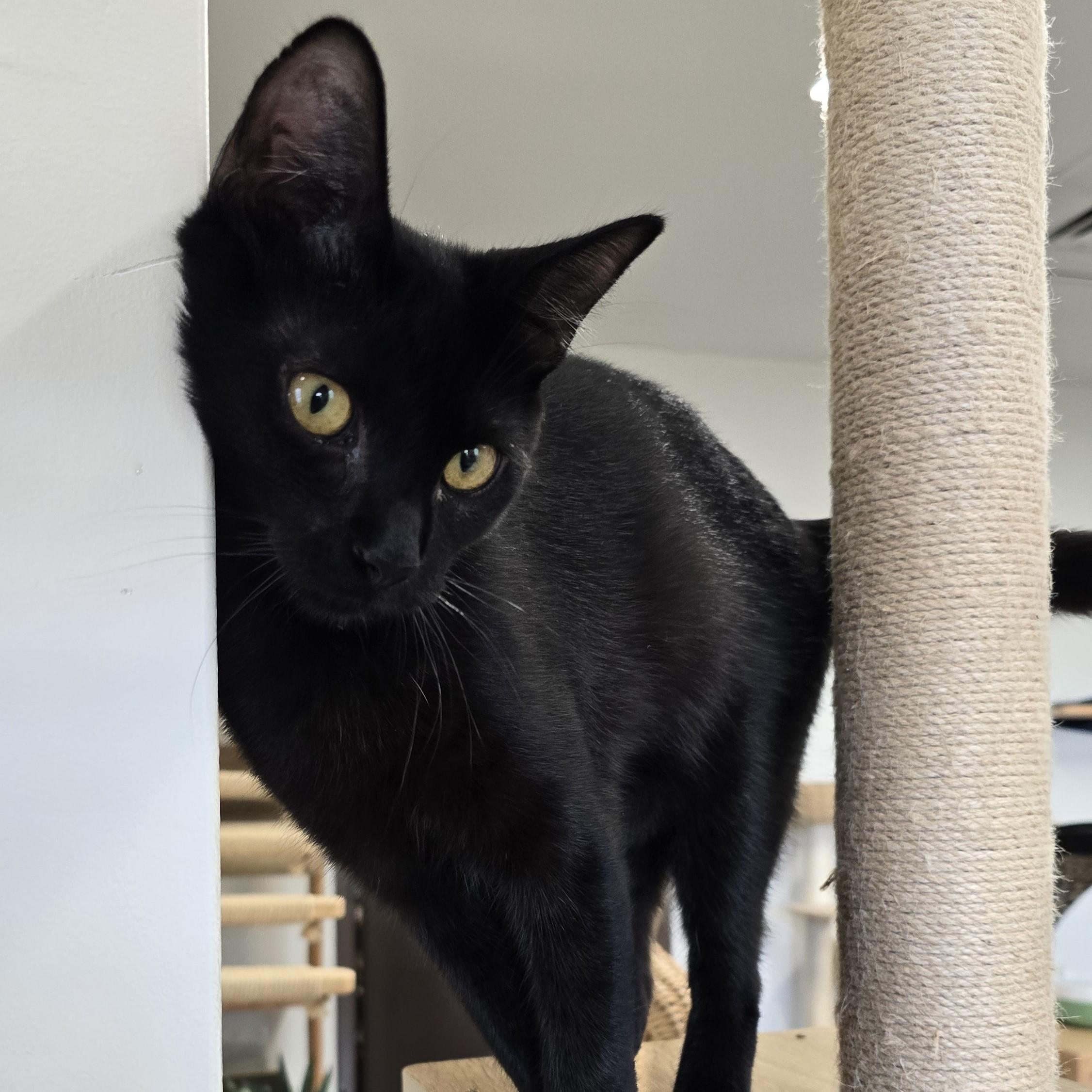 Enlarge Thunder, a ADOPTABLE Domestic Short Hair in Nashville, TN image 6/6