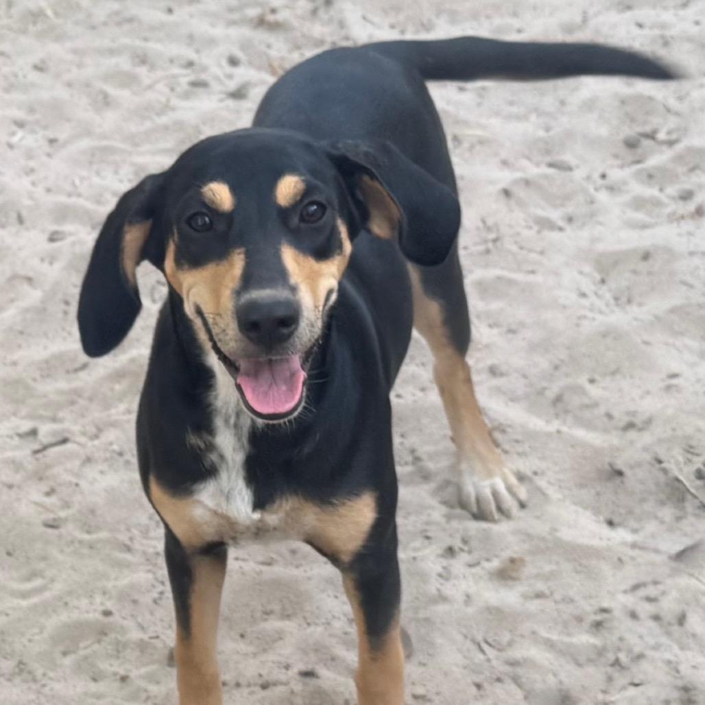 Marsha Dale, Adoptable, Young Female Hound & Labrador Retriever.