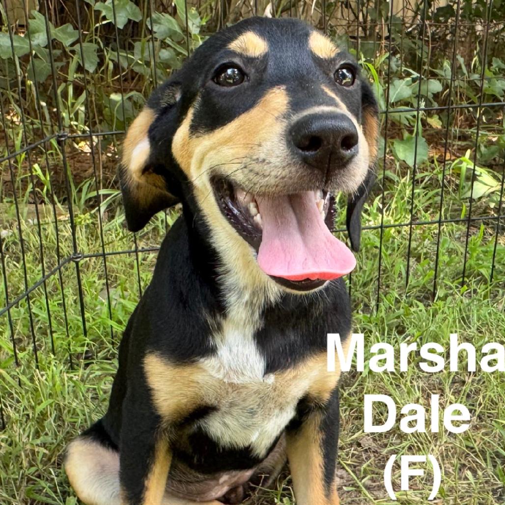 Enlarge Marsha Dale, a Adoptable mixed breed in Wadena, MN image 2/6
