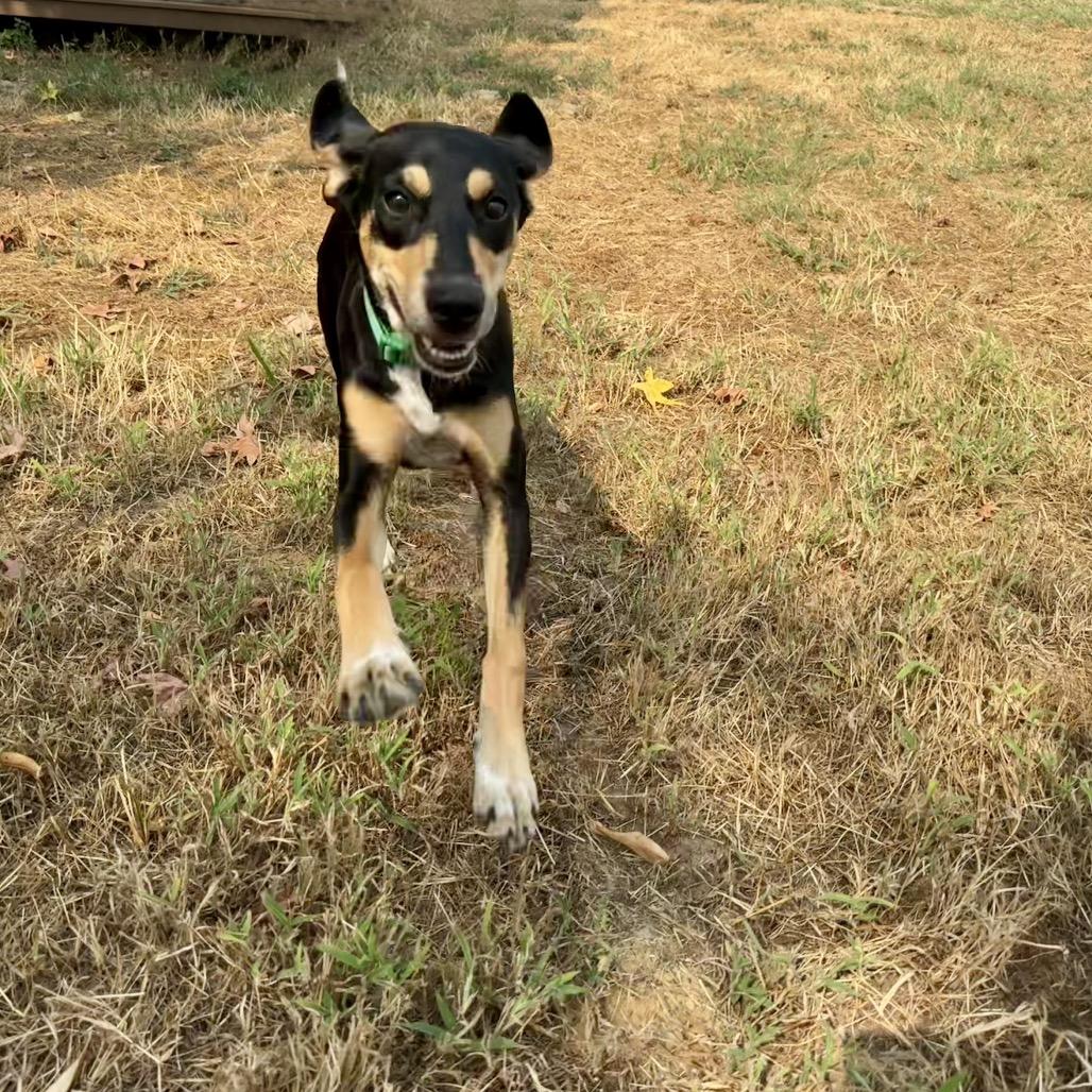Enlarge Marsha Dale, a Adoptable mixed breed in Wadena, MN image 3/6