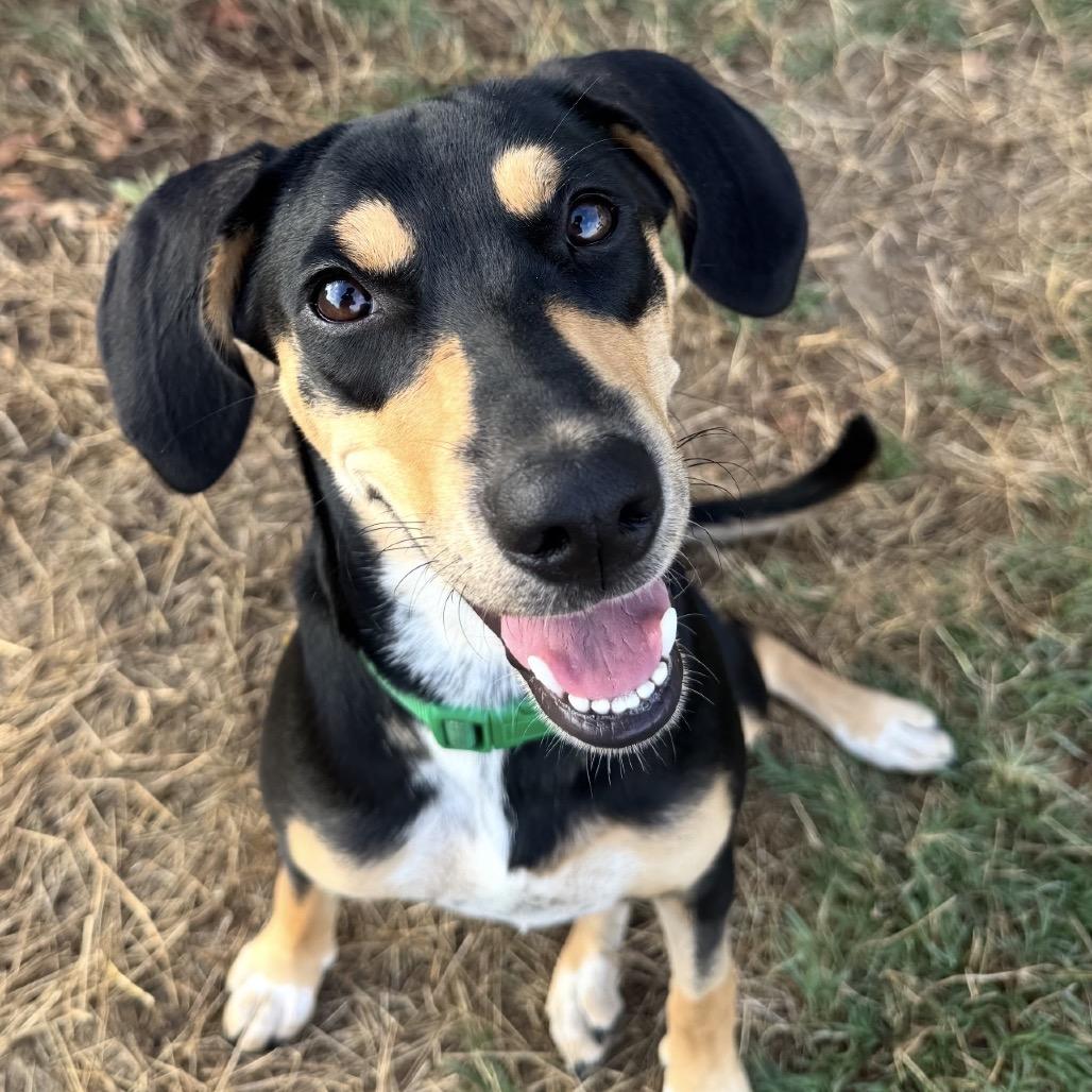 Enlarge Marsha Dale, a Adoptable mixed breed in Wadena, MN image 4/6