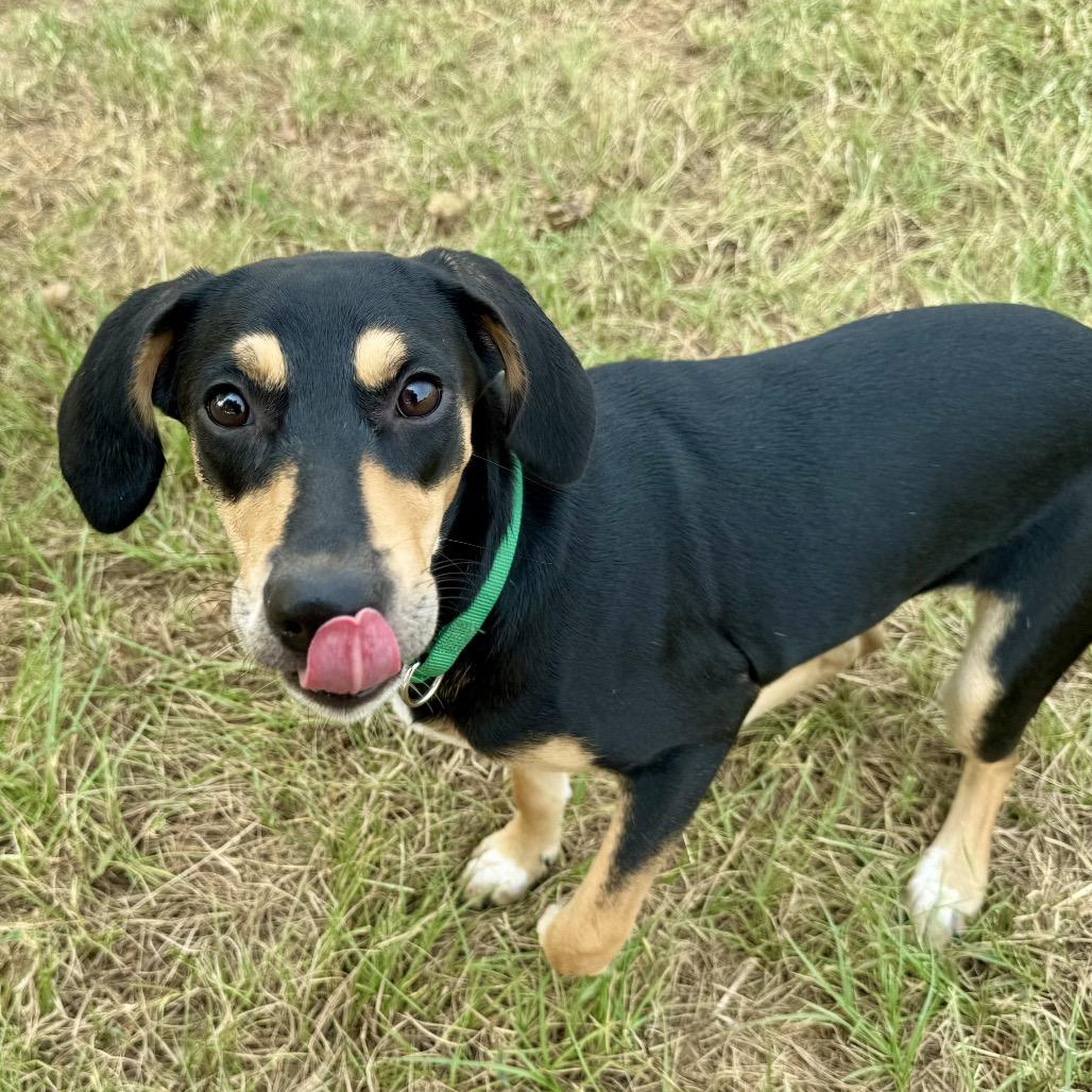 Enlarge Marsha Dale, a Adoptable mixed breed in Wadena, MN image 5/6