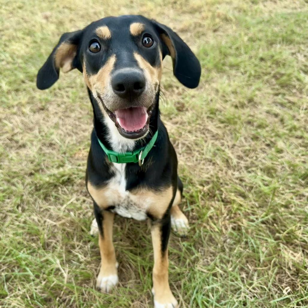 Enlarge Marsha Dale, a Adoptable mixed breed in Wadena, MN image 6/6
