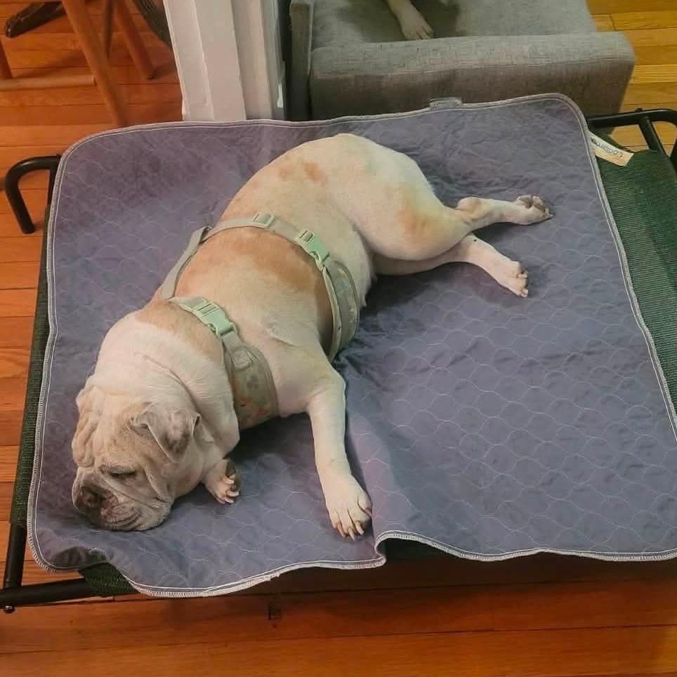 Kamyla, Adoptable, Senior Female English Bulldog.
