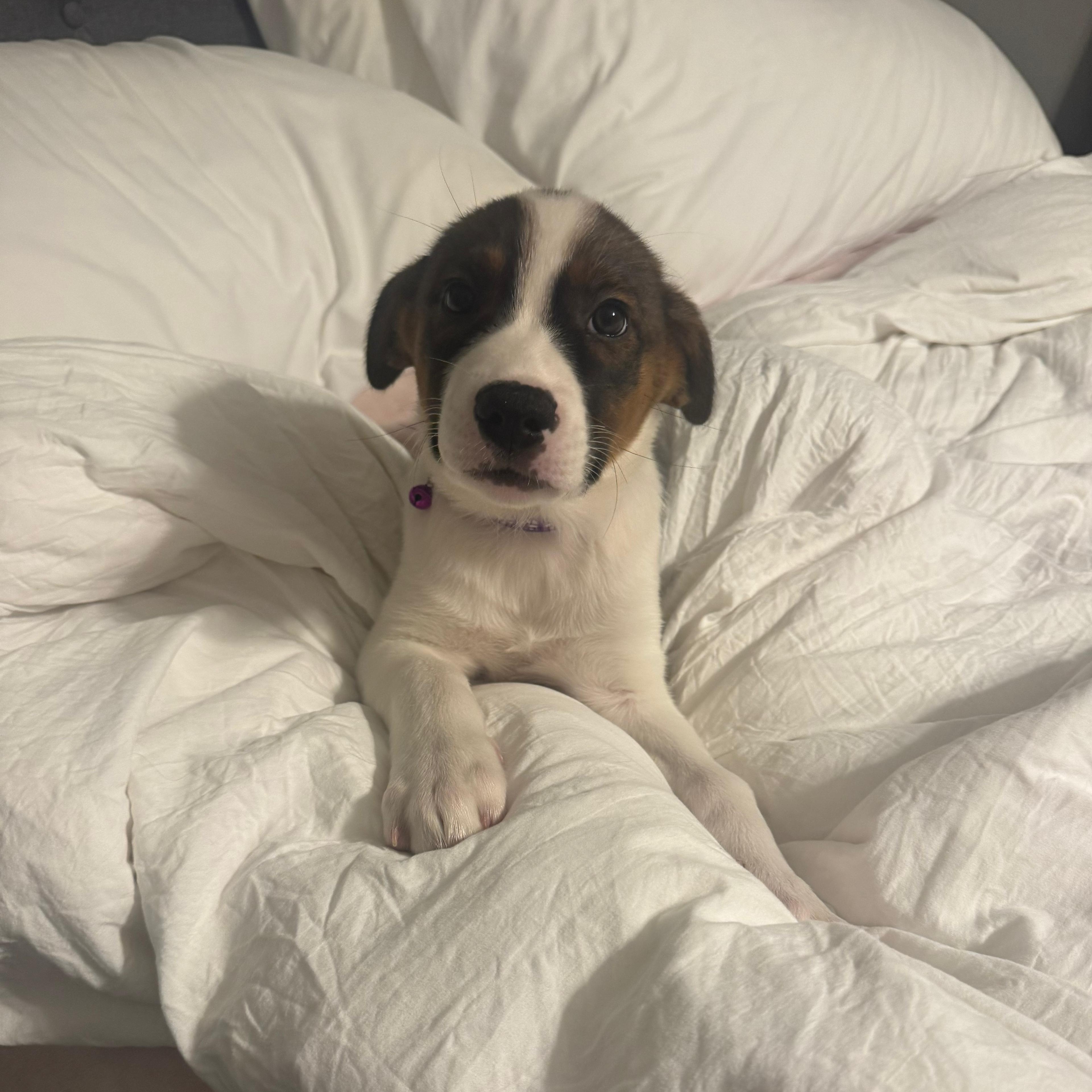 Enlarge Jasper , an adopted mixed breed in Annapolis, MD image 4/4