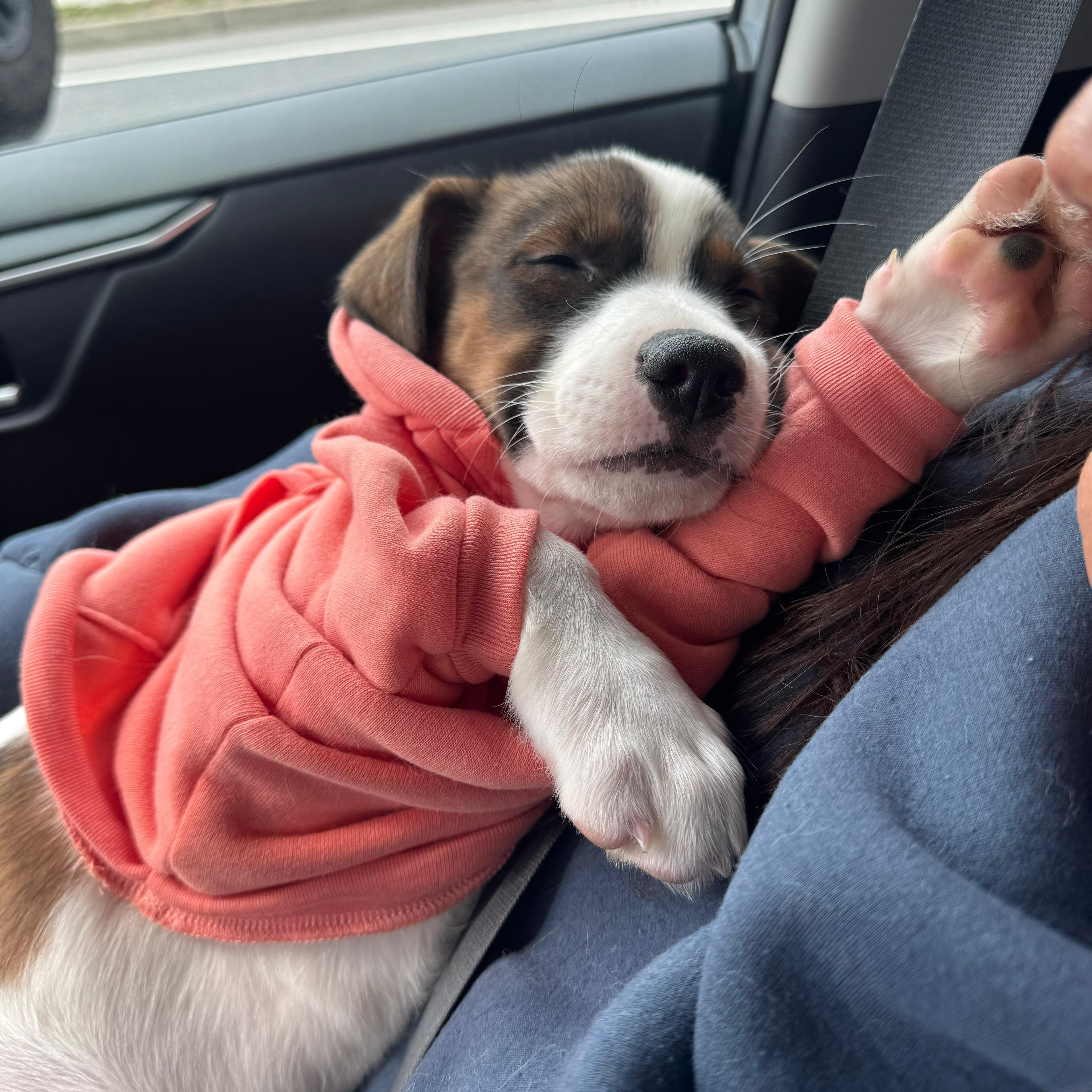 Enlarge Jasper , an adopted mixed breed in Annapolis, MD image 2/4