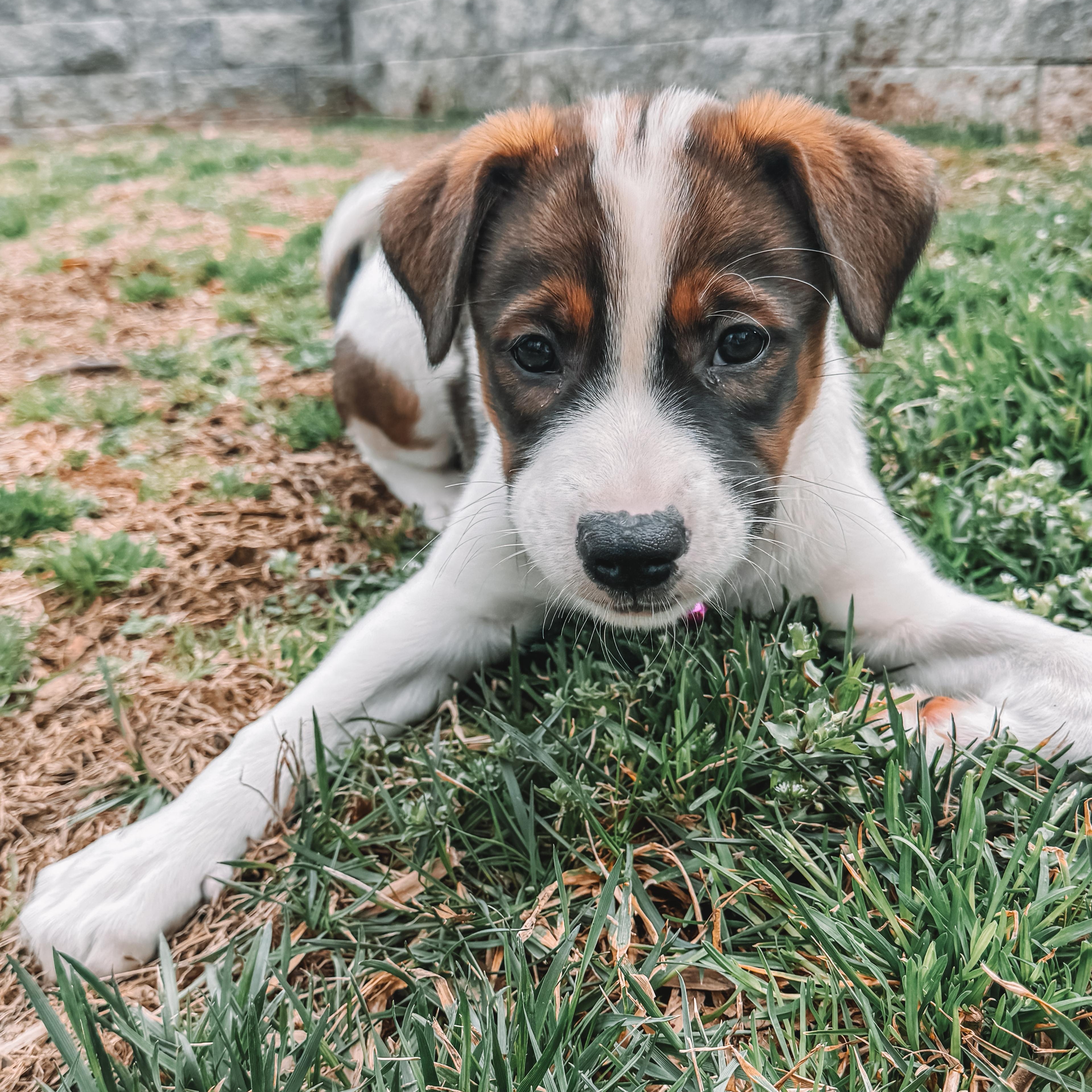 Jasper , adopted, Puppy Male Mixed Breed.