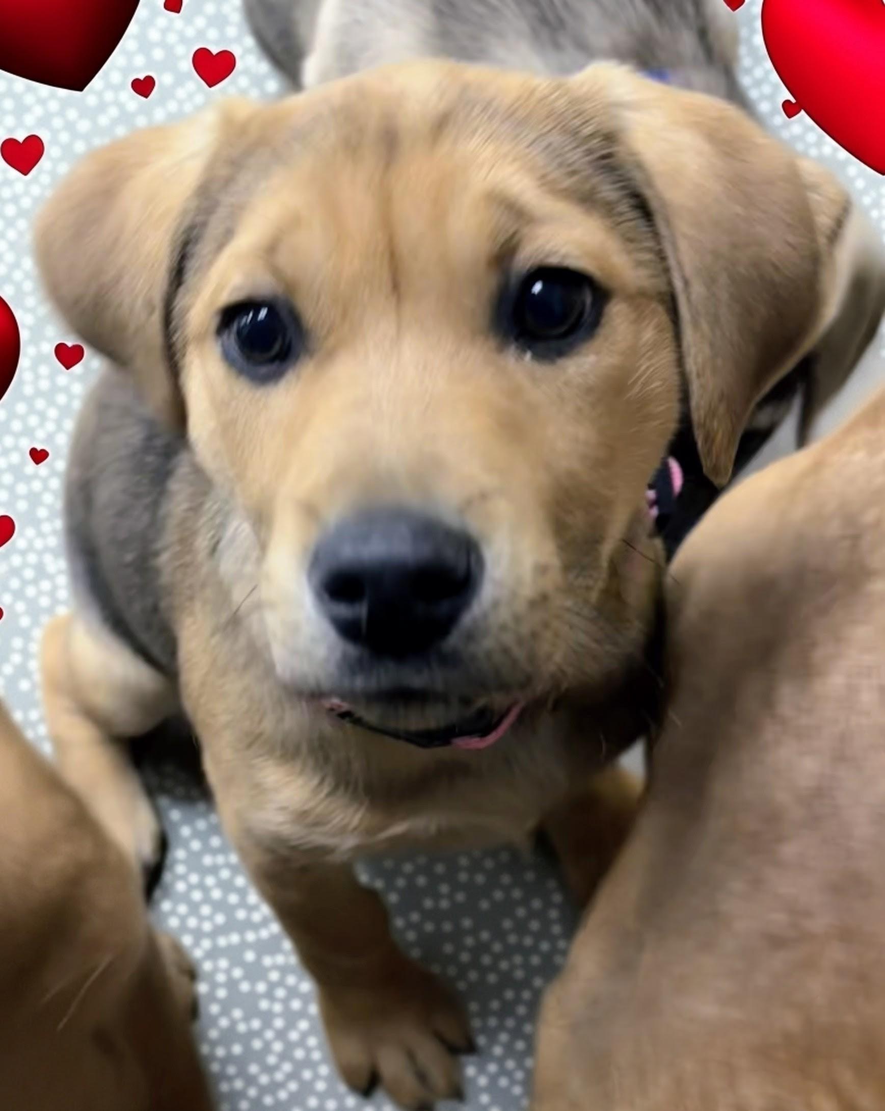 Enlarge Sadie, a Adoptable mixed breed in Archbold , OH image 1/6