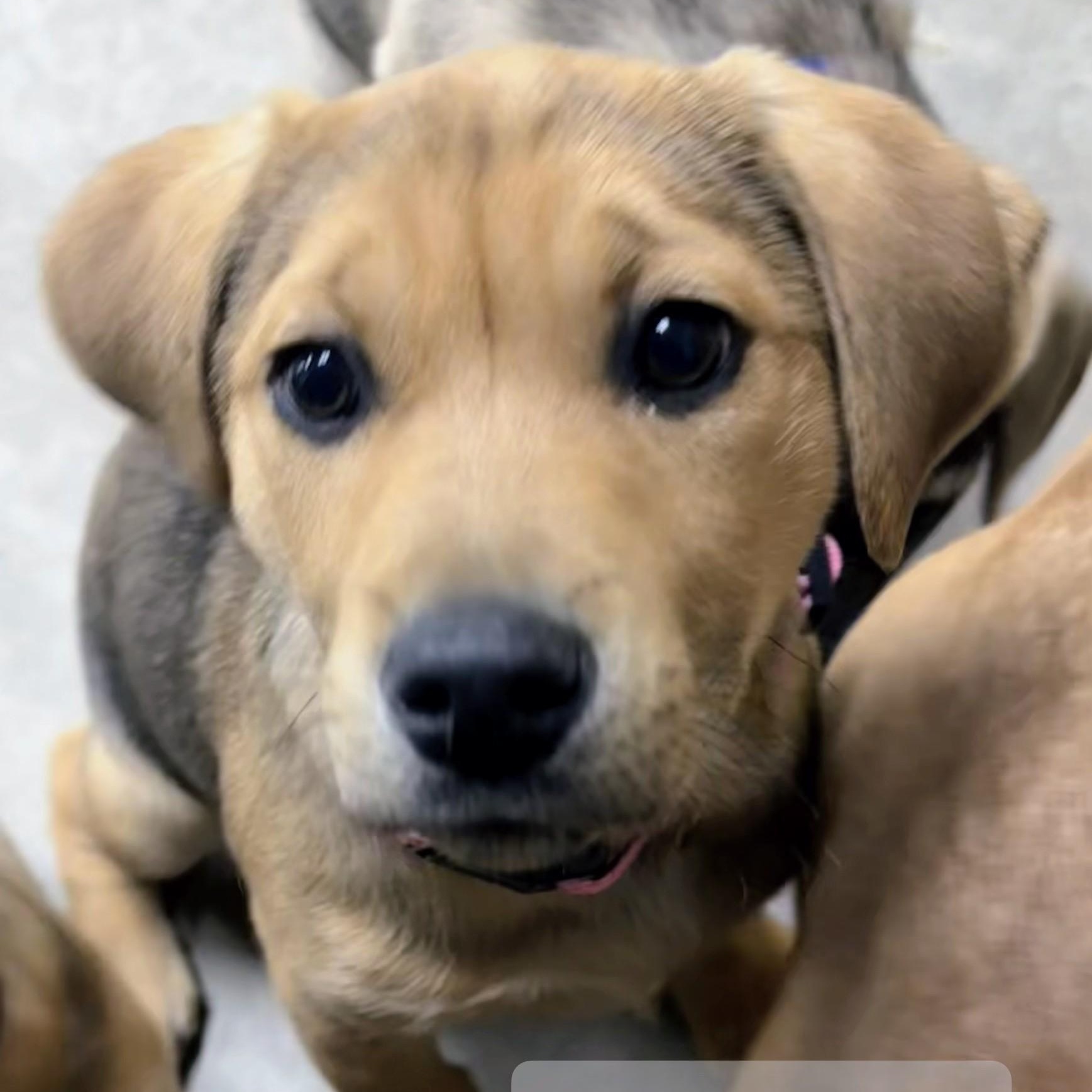 Enlarge Sadie, a Adoptable mixed breed in Archbold , OH image 2/6