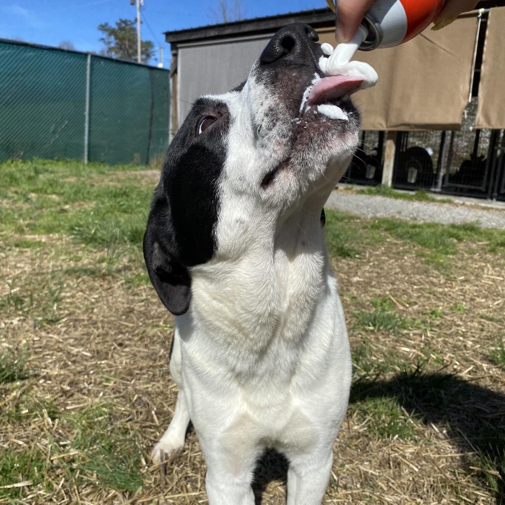 Althea, Adoptable, Young Female Great Pyrenees & Mixed Breed.