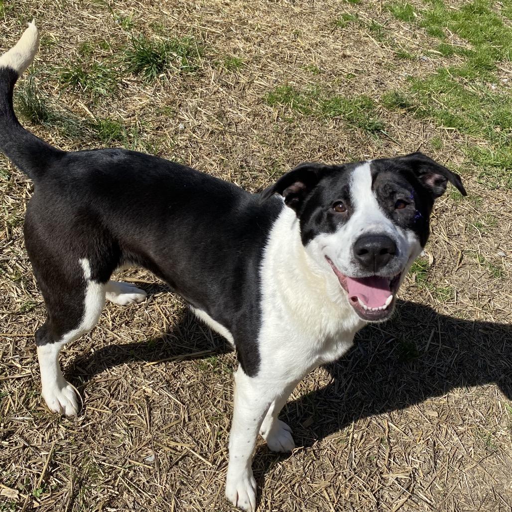 Enlarge Althea, a Adoptable mixed breed in Caryville, TN image 2/4