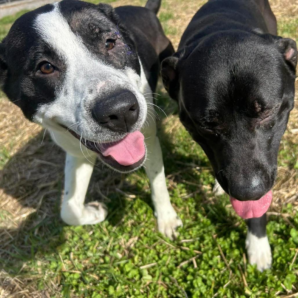 Enlarge Althea, a Adoptable mixed breed in Caryville, TN image 3/4