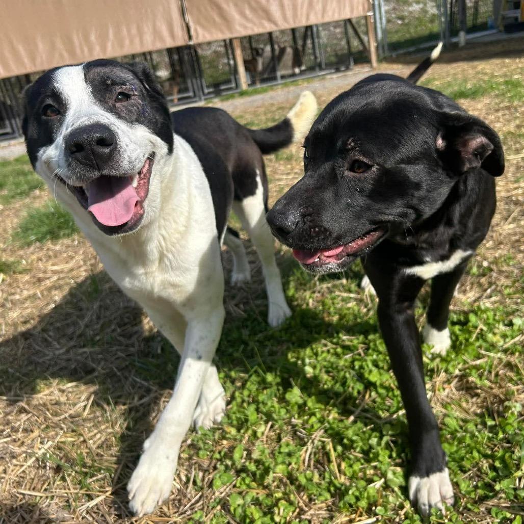 Enlarge Althea, a Adoptable mixed breed in Caryville, TN image 4/4