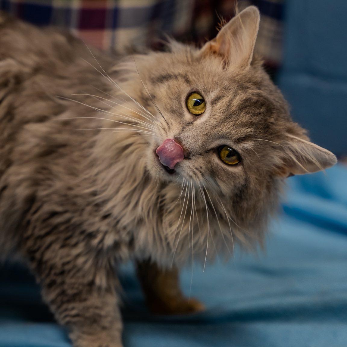 Enlarge Artemis, a ADOPTABLE Domestic Long Hair in Alexandria, IN image 1/1