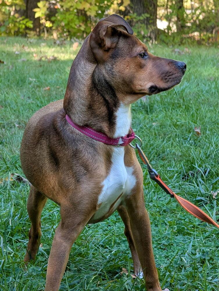Nutty, Adoptable, Puppy Female Pit Bull Terrier.