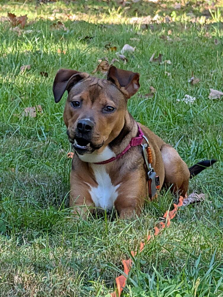 Enlarge Nutty, a Adoptable mixed breed in Pottstown, PA image 2/6