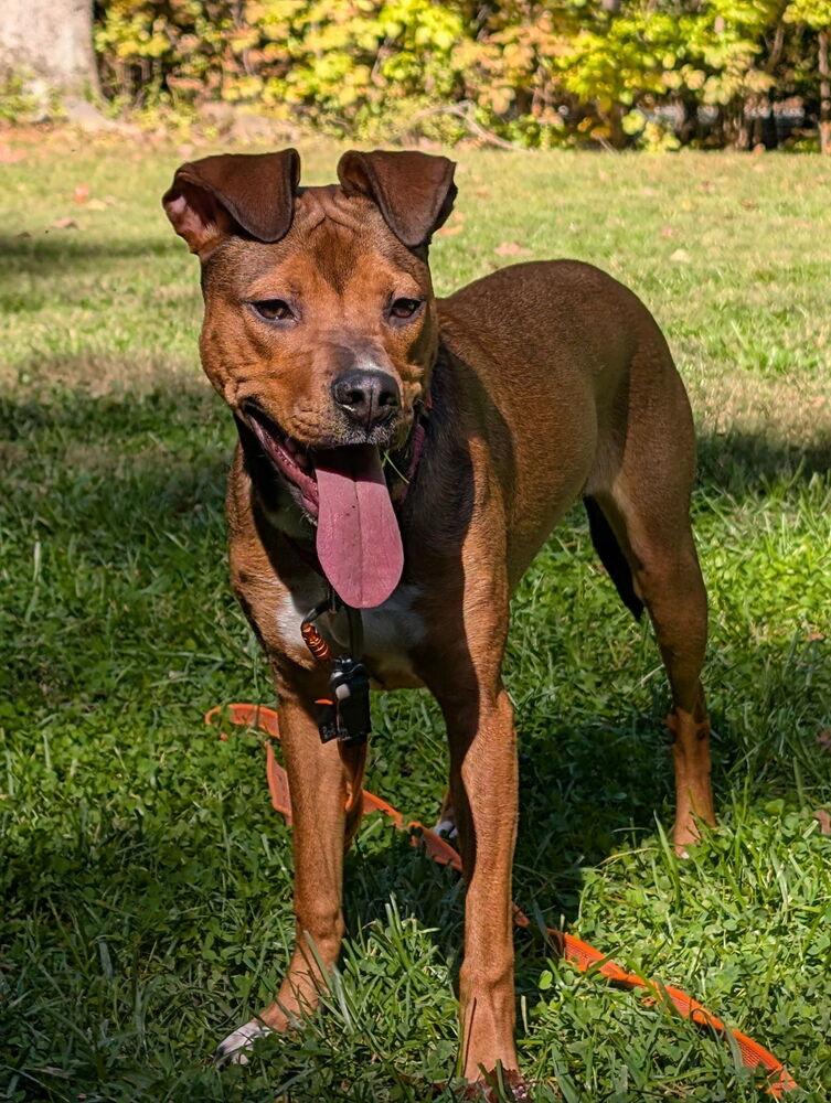 Enlarge Nutty, a Adoptable mixed breed in Pottstown, PA image 3/6