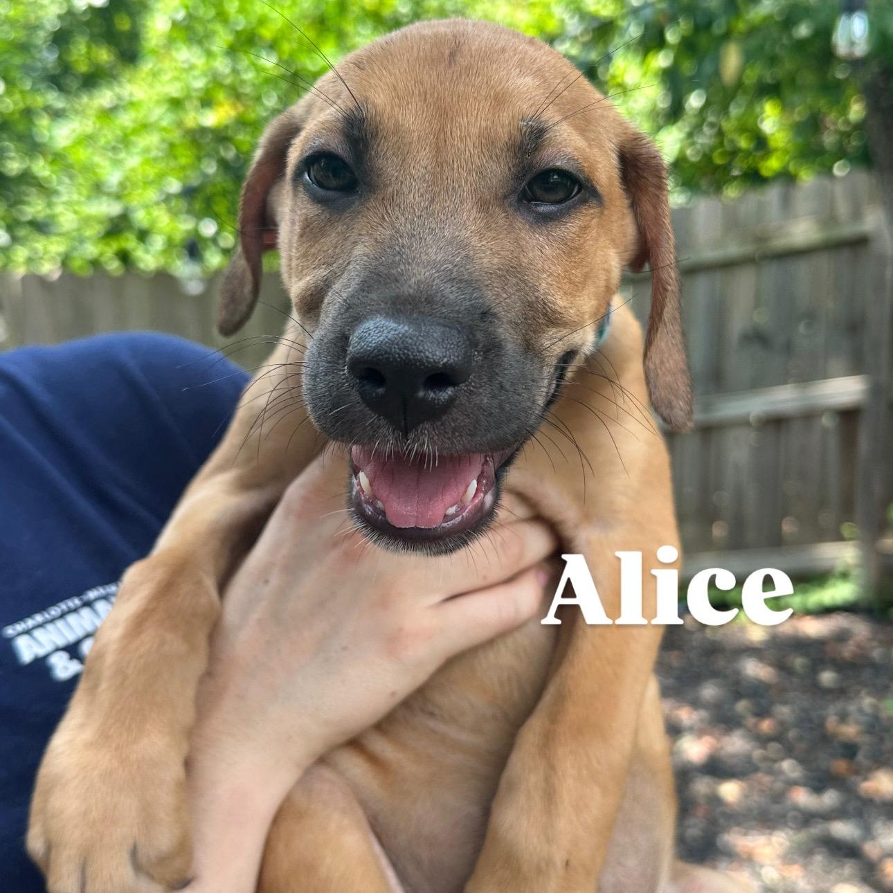 Alice, Baby Female unknown