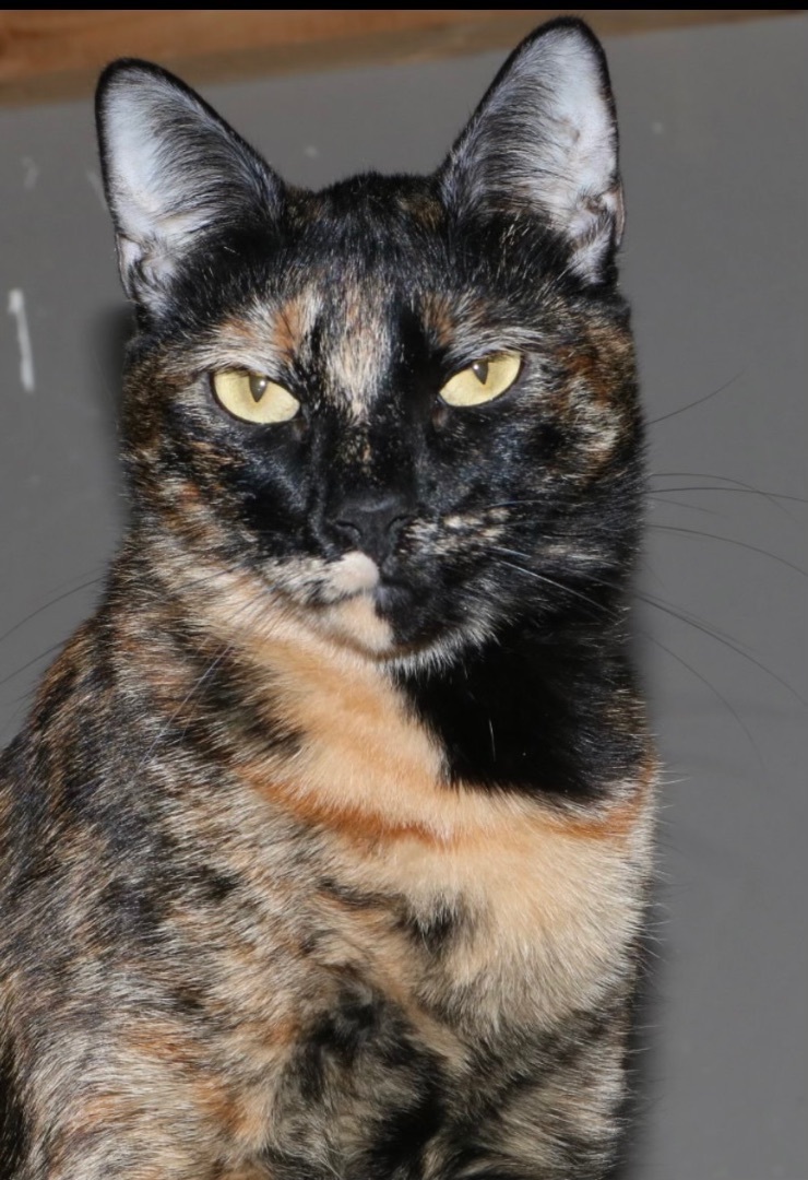 Mia Sorento, a Adoptable Tortoiseshell in Pomona, CA image 1/2