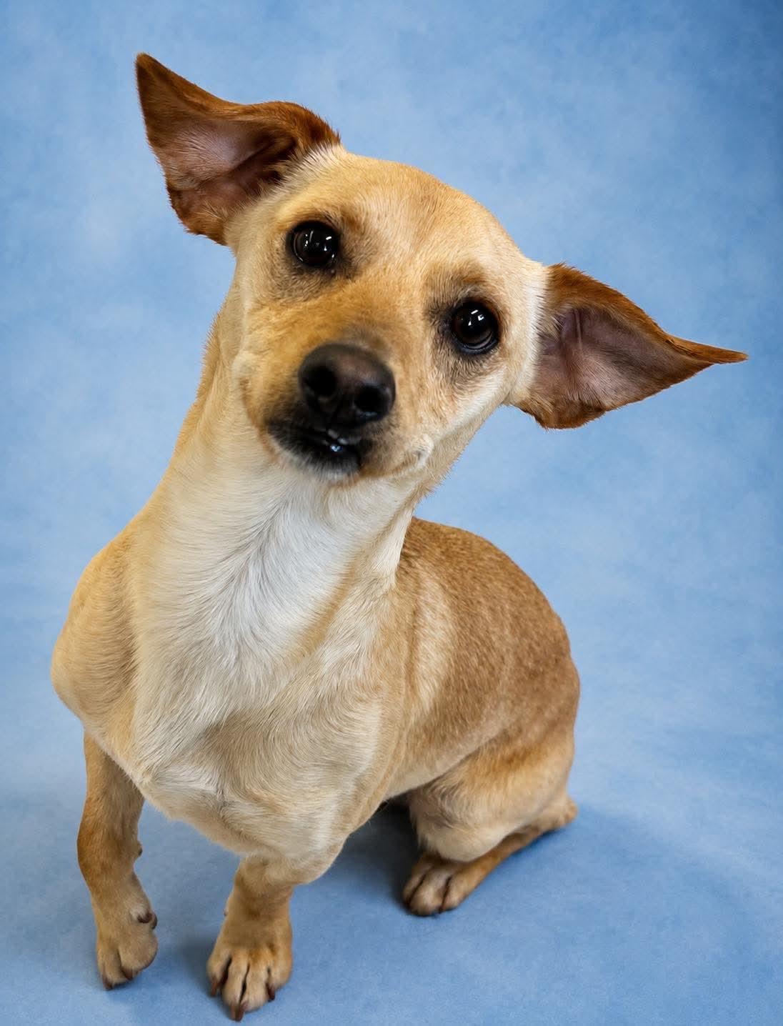 Enlarge Farrell (20 pounds), an adopted mixed breed in Millington, TN image 2/3