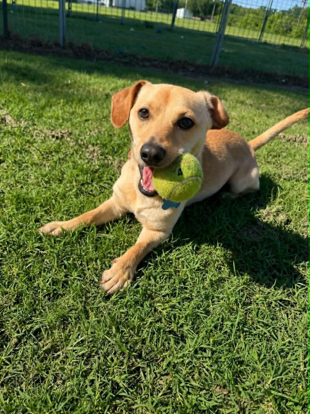 Enlarge Farrell (20 pounds), an adopted mixed breed in Millington, TN image 1/3